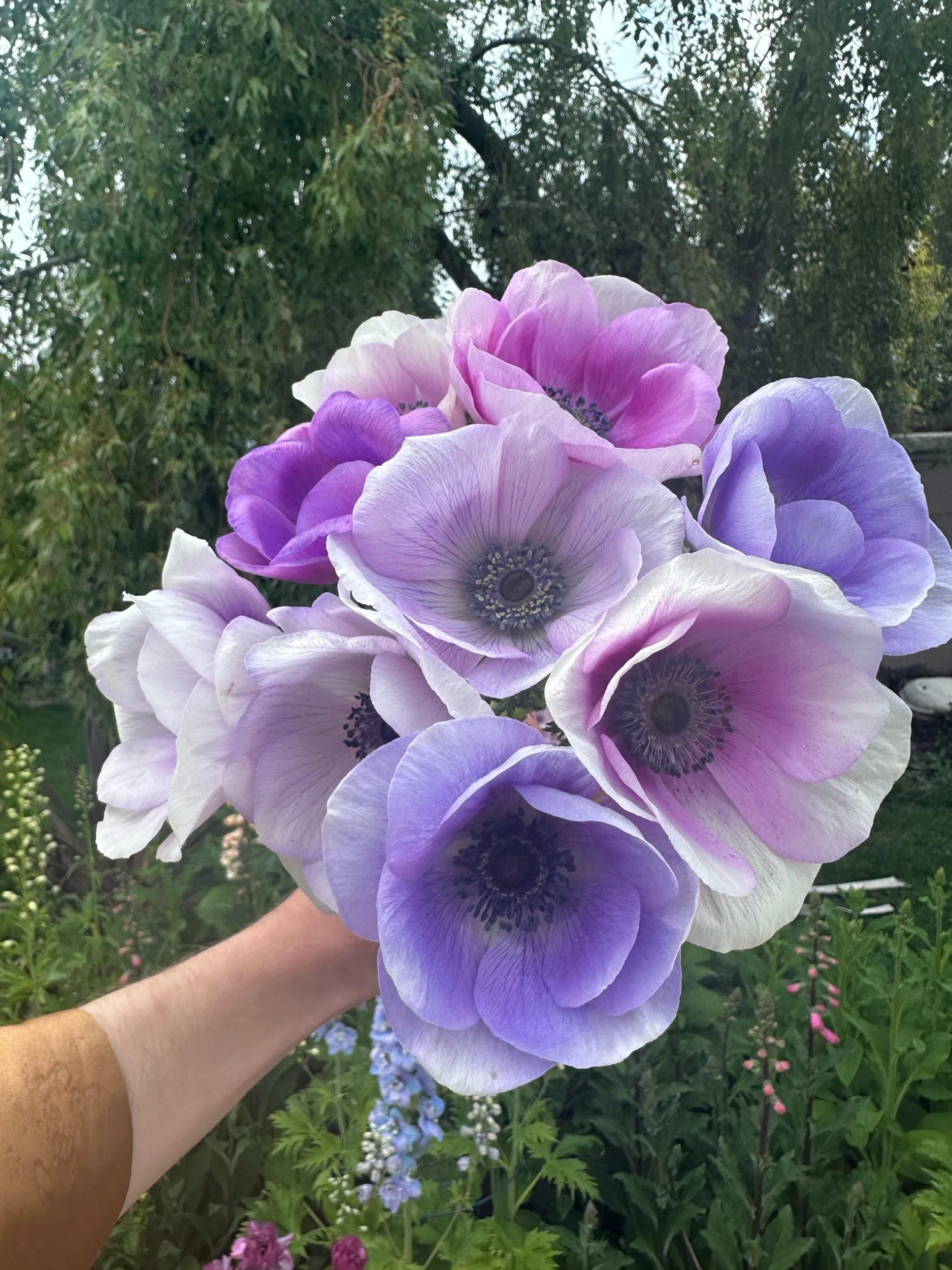 lavender anemone flower Anemone Pastel violet mix – John's Plant Adventures