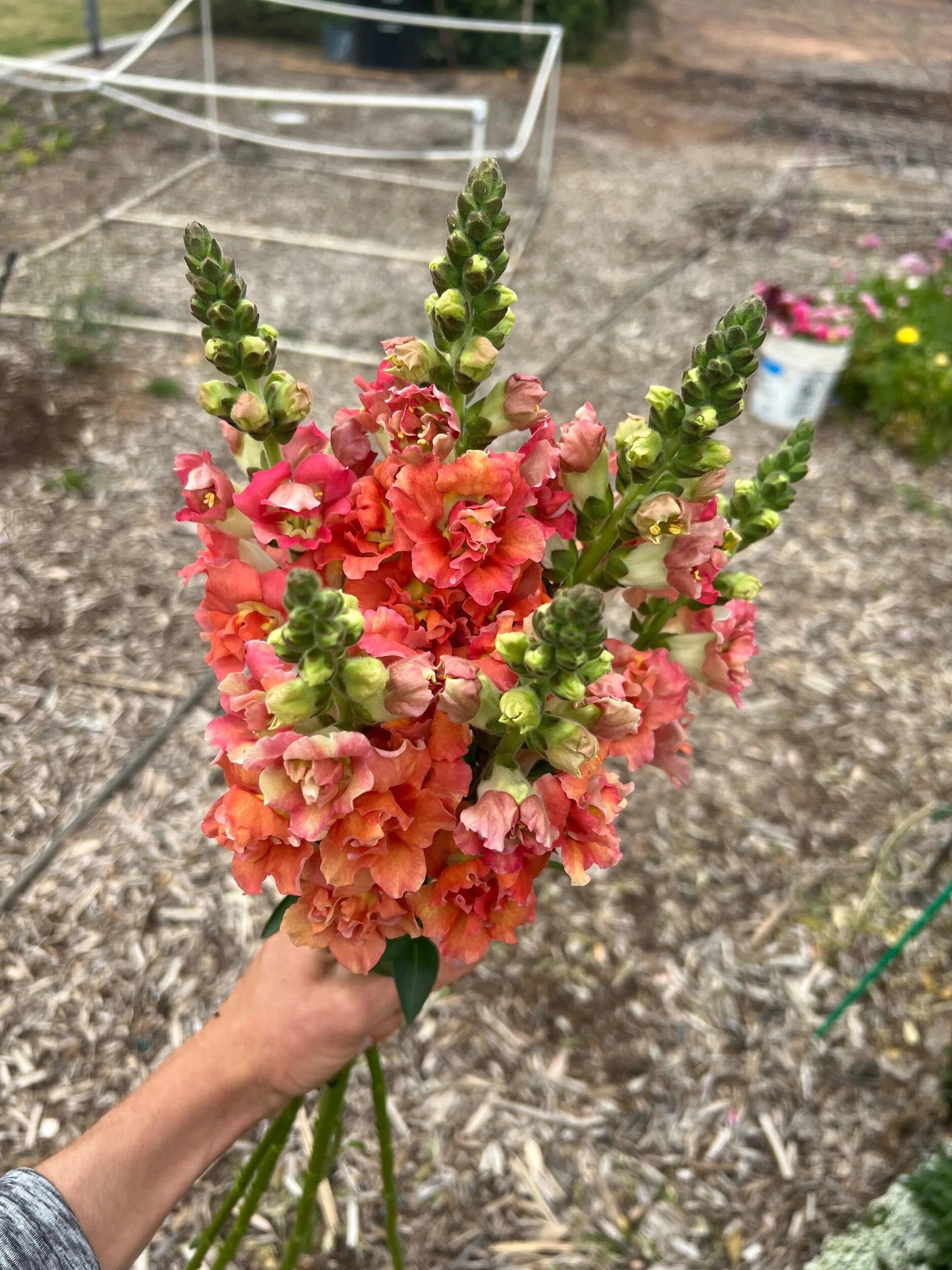 Snapdragon Madame Bronze