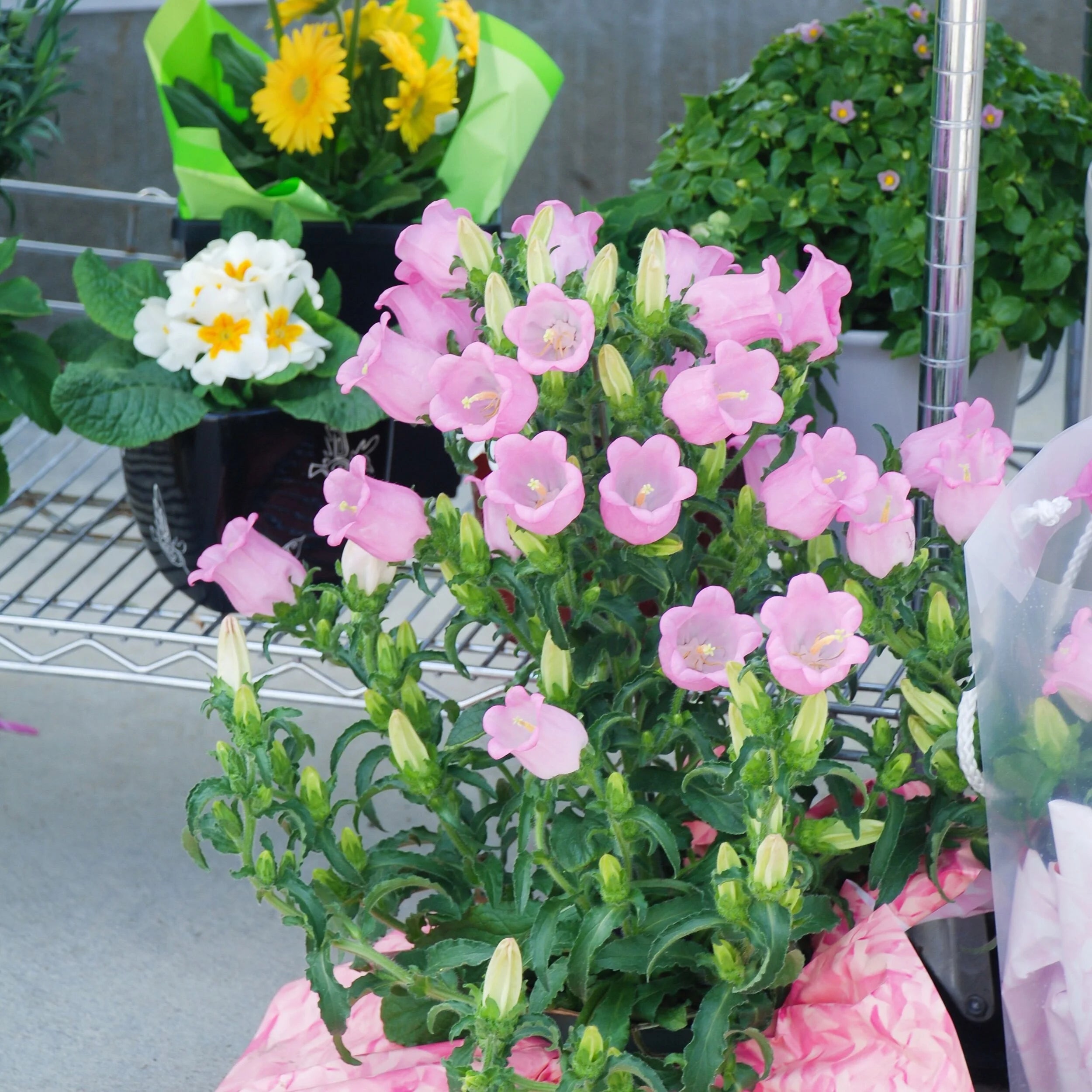 *Dwarf* Campanula Appeal Pink