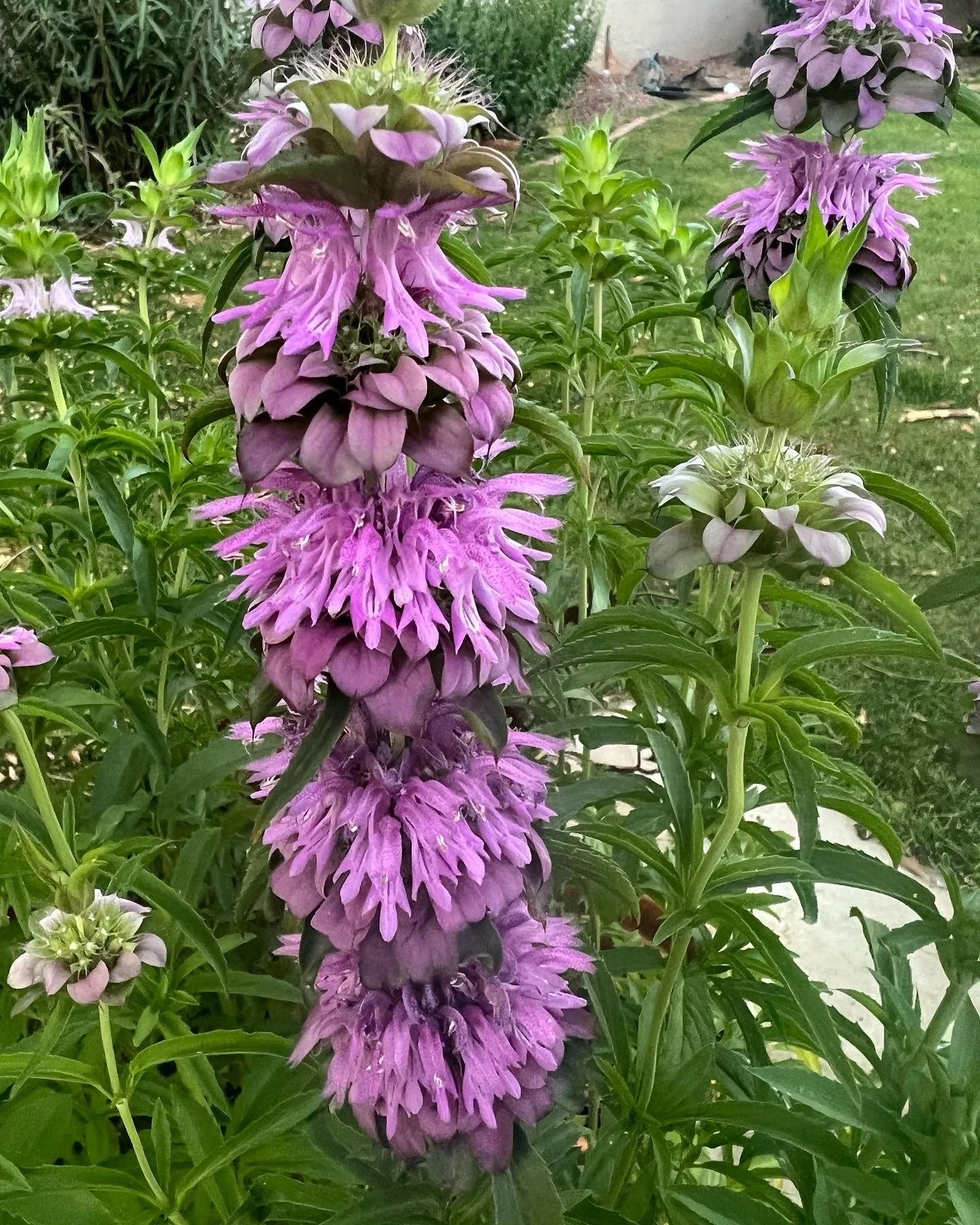 planting monarda seeds Monarda