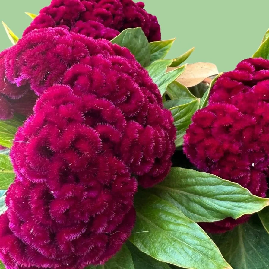 magenta plant seed Celosia Seeds, Mad Magenta Cockscomb