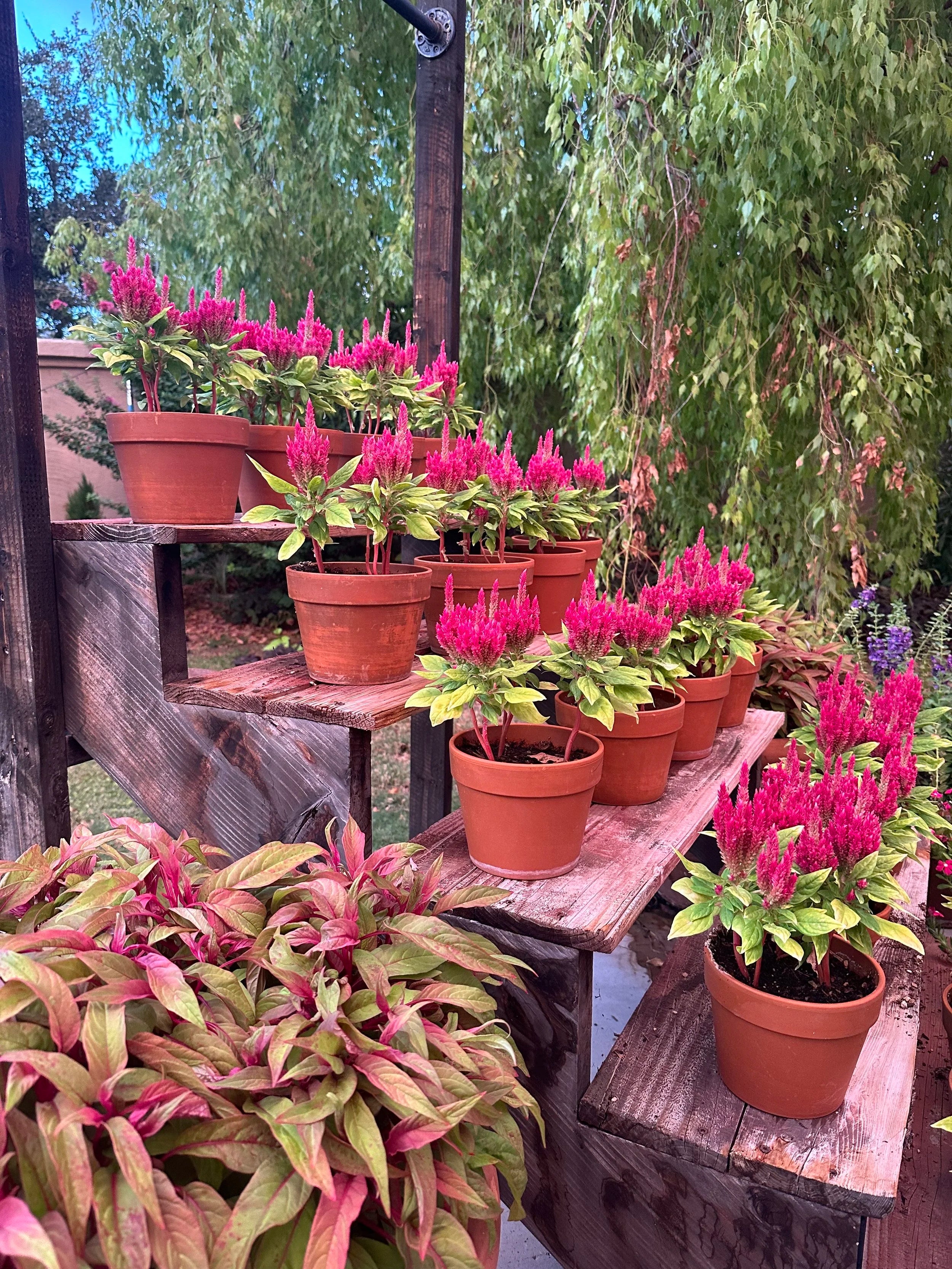 celosia potted plant Celosia Kimono Rose seeds