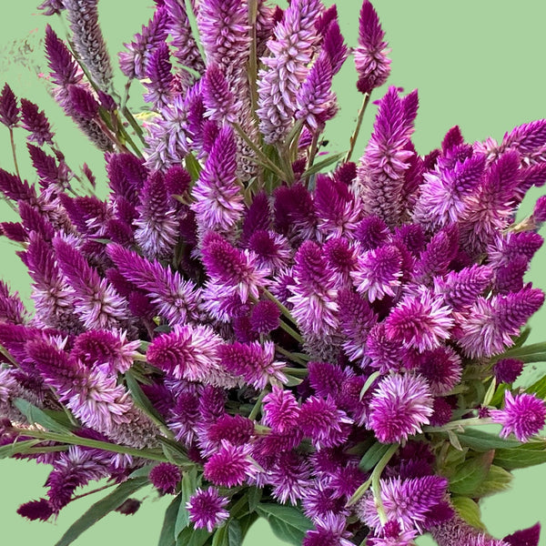 Ruby parfeit celosia