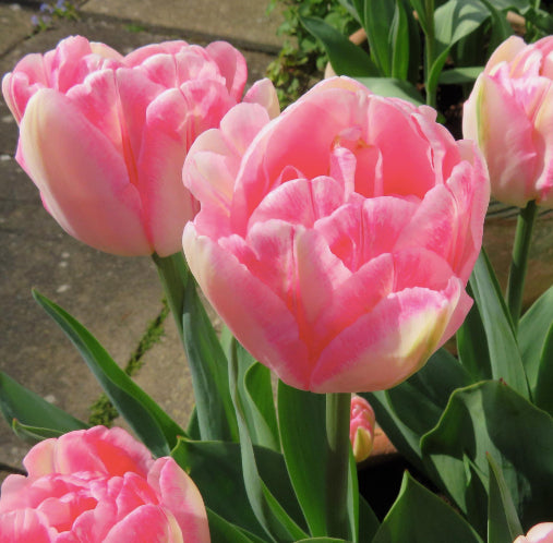 Tulip 'Foxtrot'