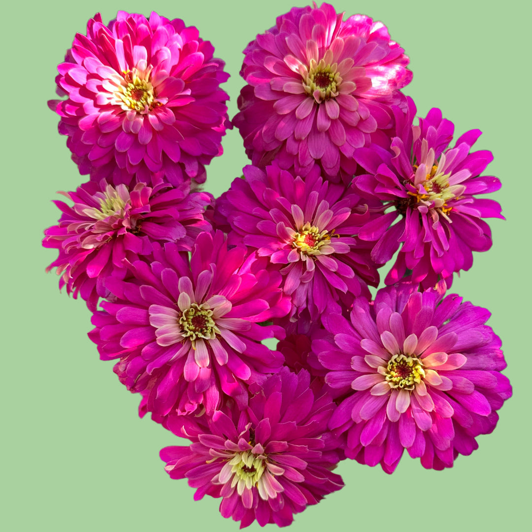 uproar rose zinnia seeds Zinnia, Uproar Rose 60 Seeds
