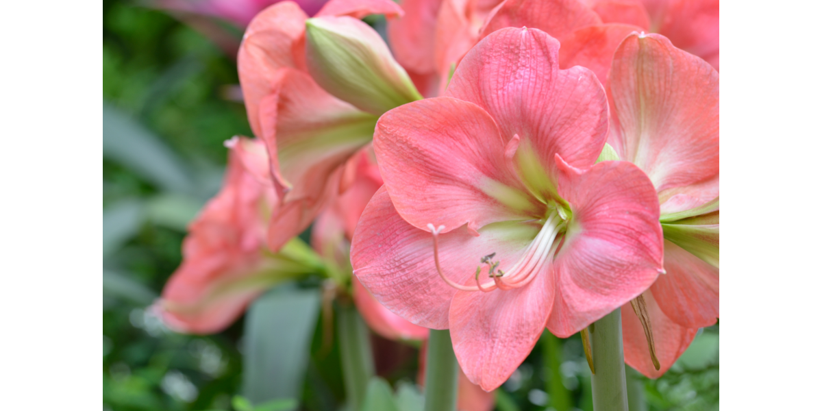Amaryllis 'Dutch Belle'