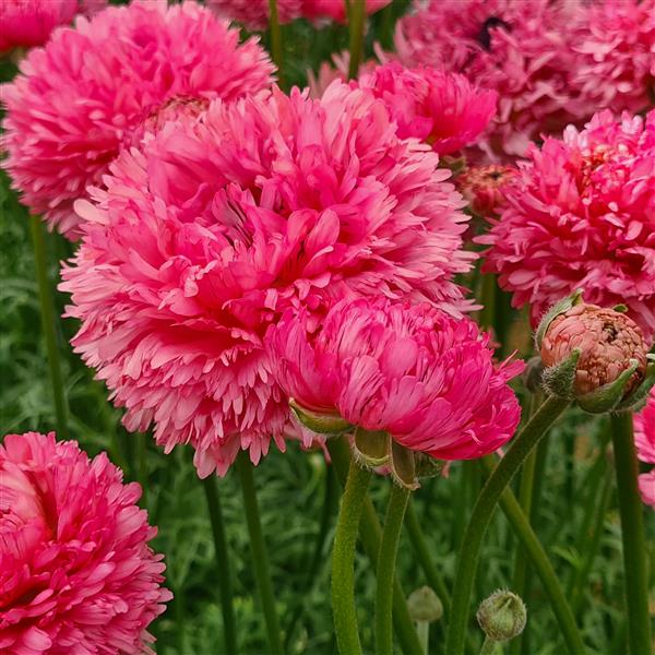 Ranunculus Poodle Ramlia