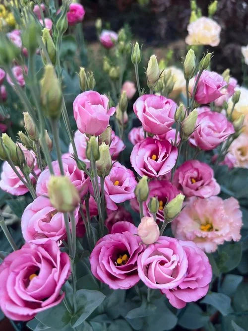 flower seeds lisianthus seeds Lisianthus Rosita red seeds – John's Plant Adventures