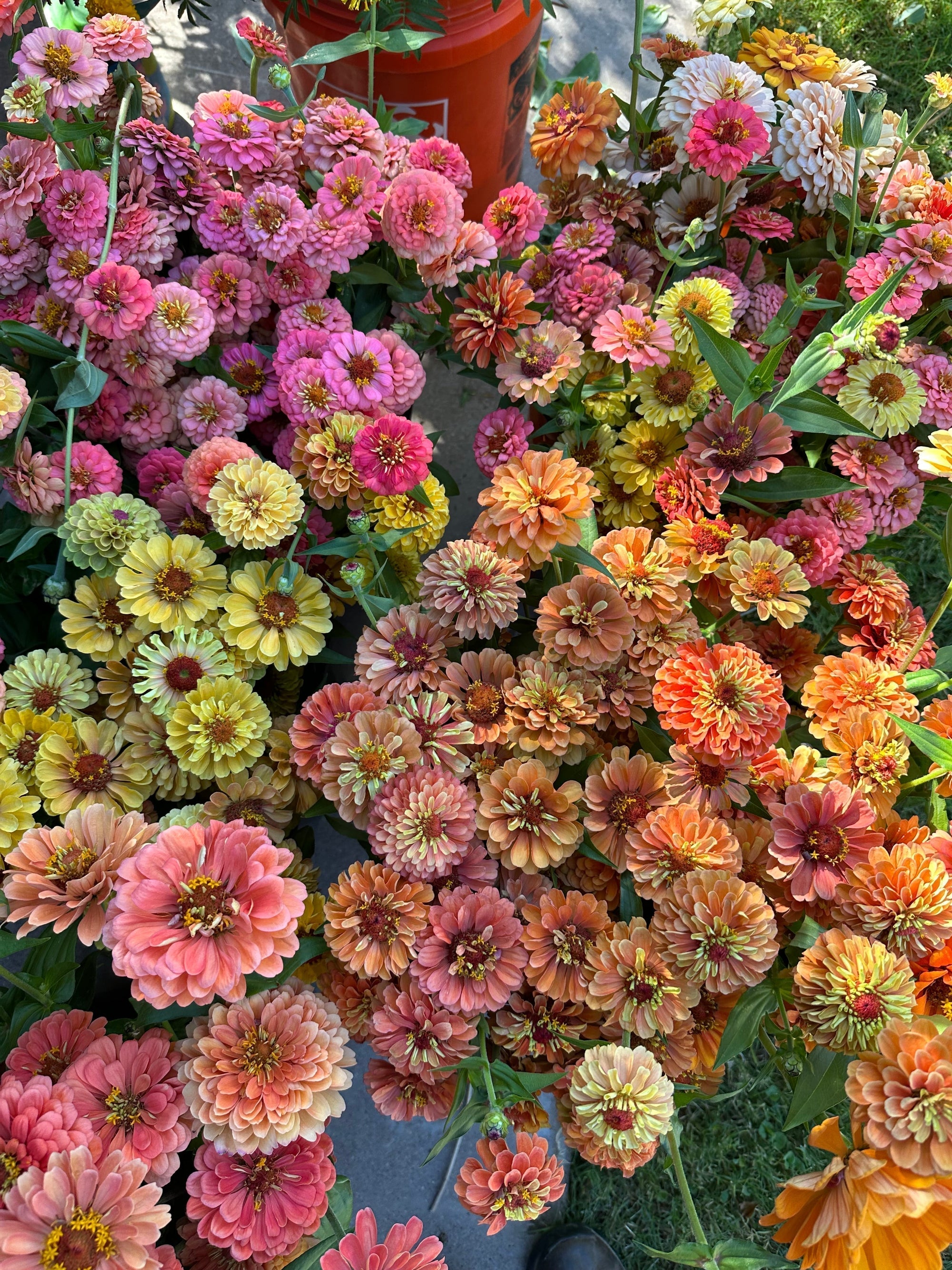 Zinnias