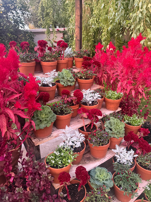 Creating a Winter Wonderland