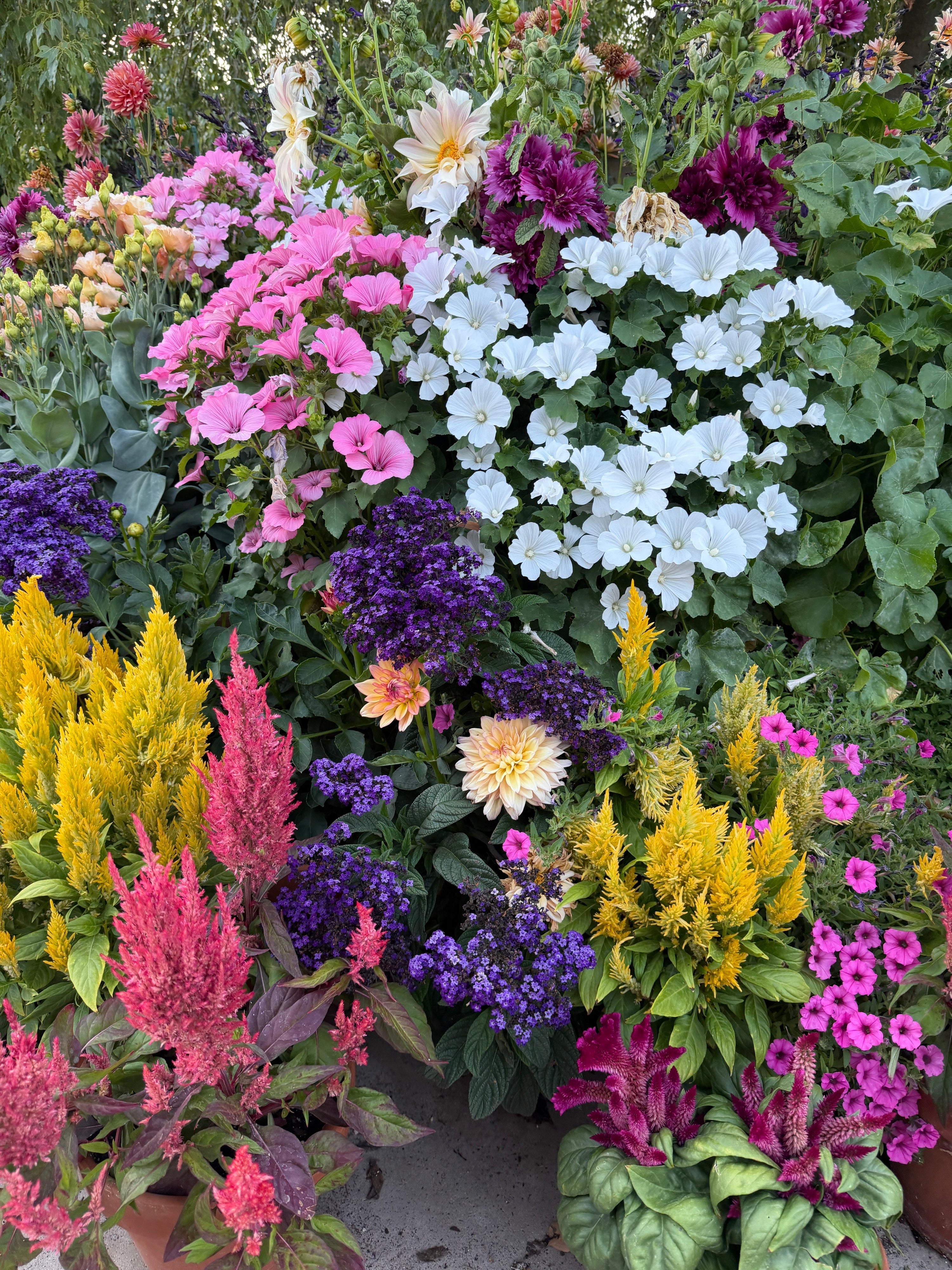 Bridging the gap from spring to summer in the container garden