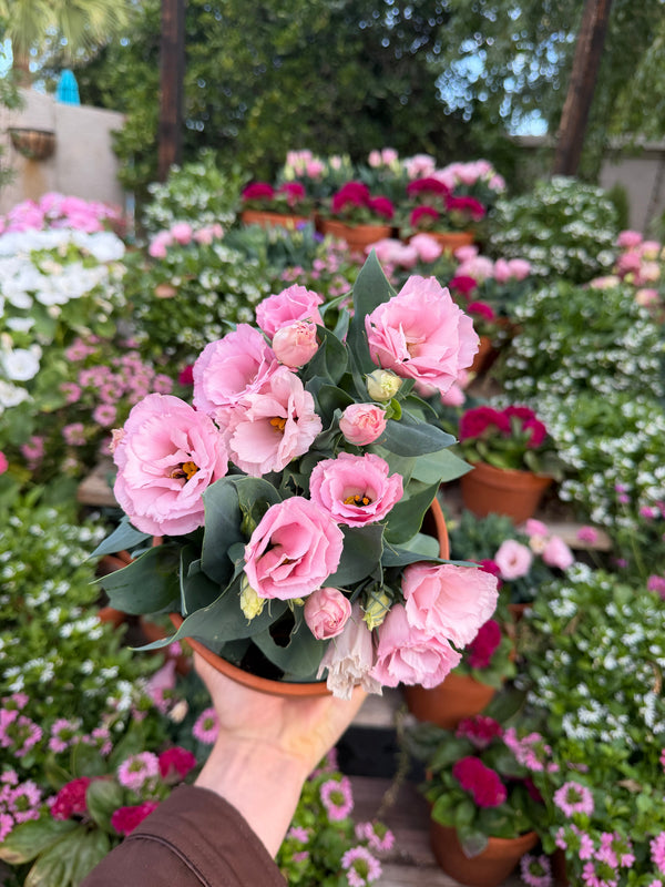 Dwarf Lisianthus