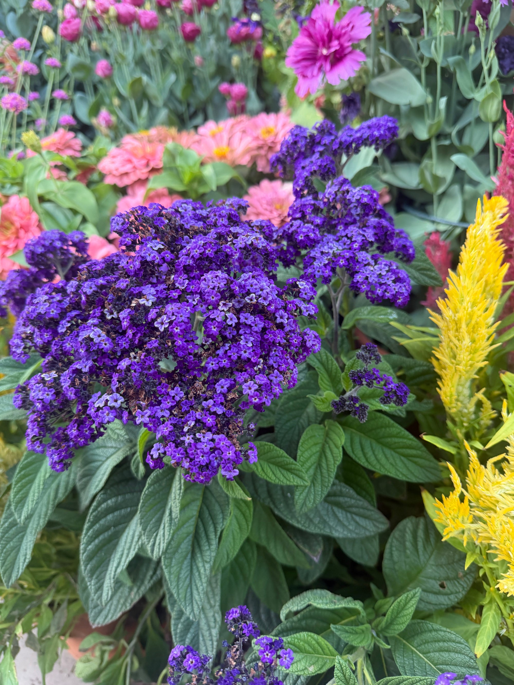 Heliotrope
