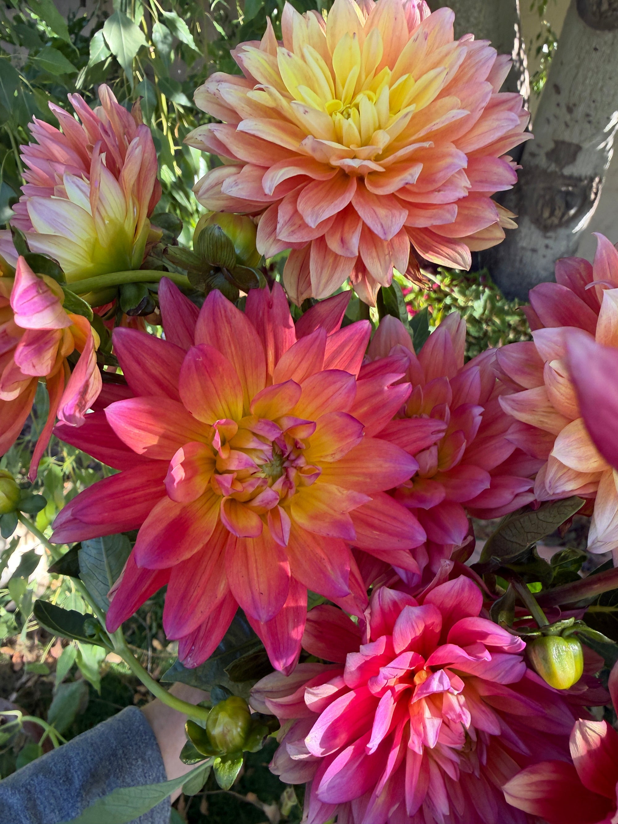 Dahlias in the Desert