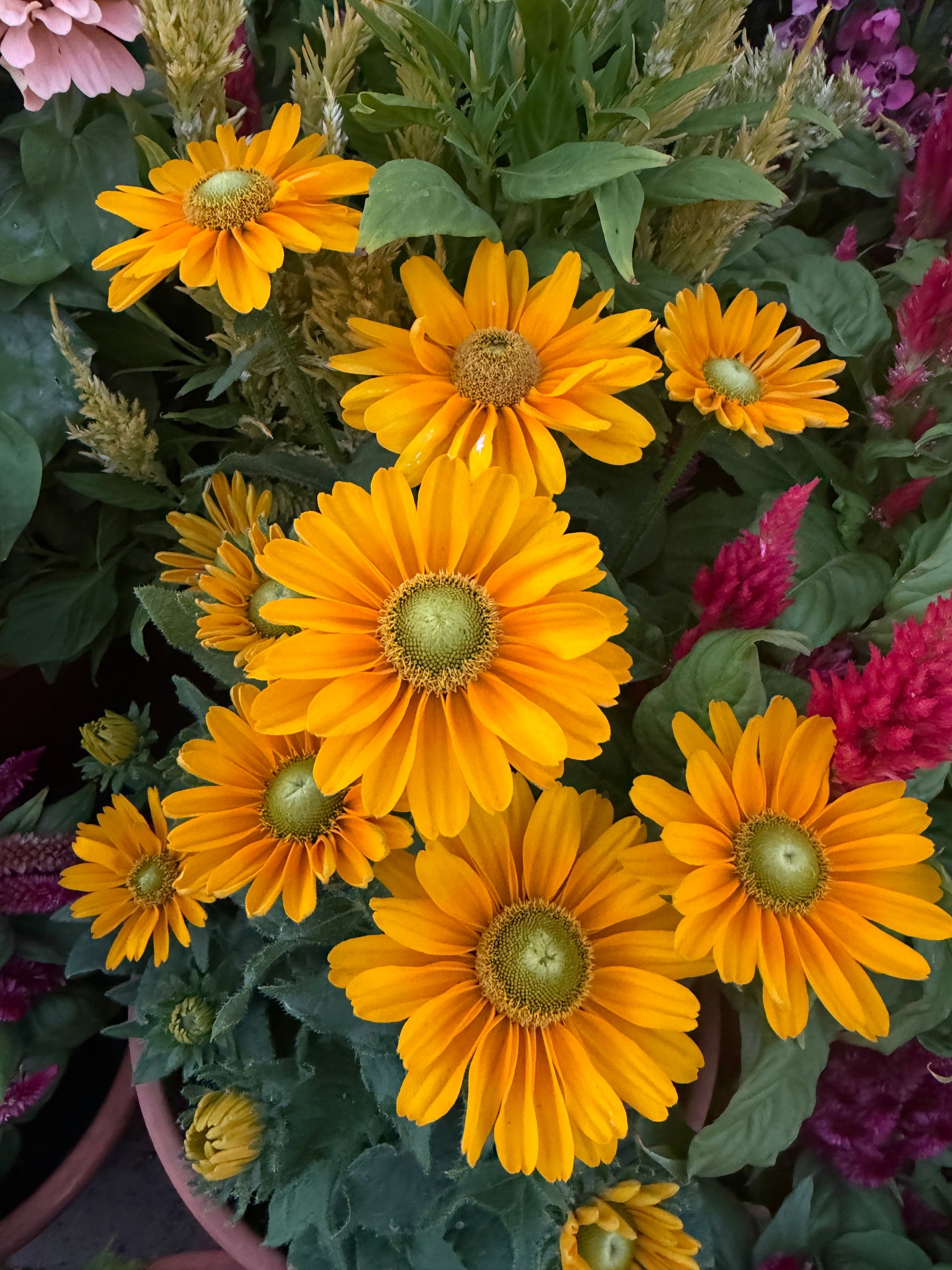 Rudbeckia aka ‘Black eye Susan’