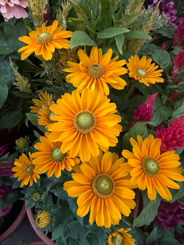 Rudbeckia aka ‘Black eye Susan’
