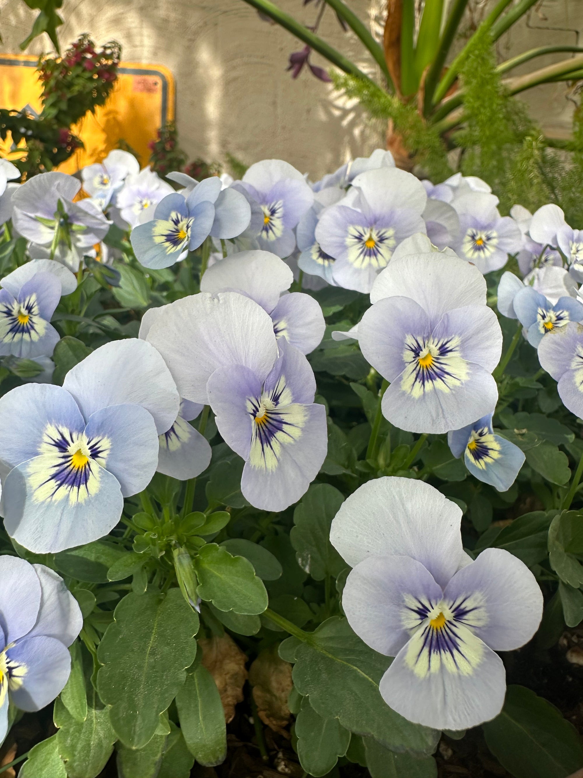Top Blue Flower for Your Spring Garden