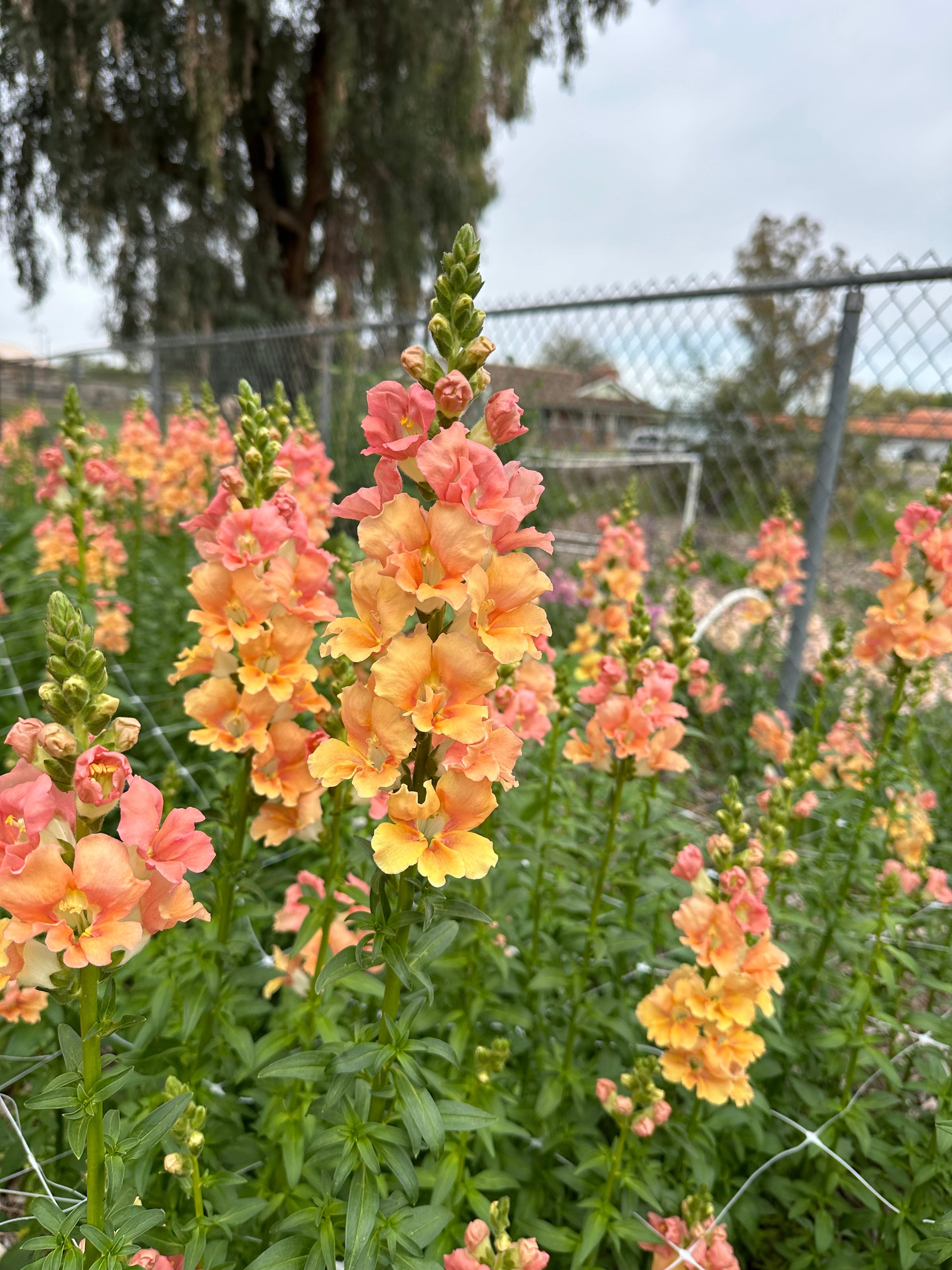 Snapdragons - Groups 1 & 2