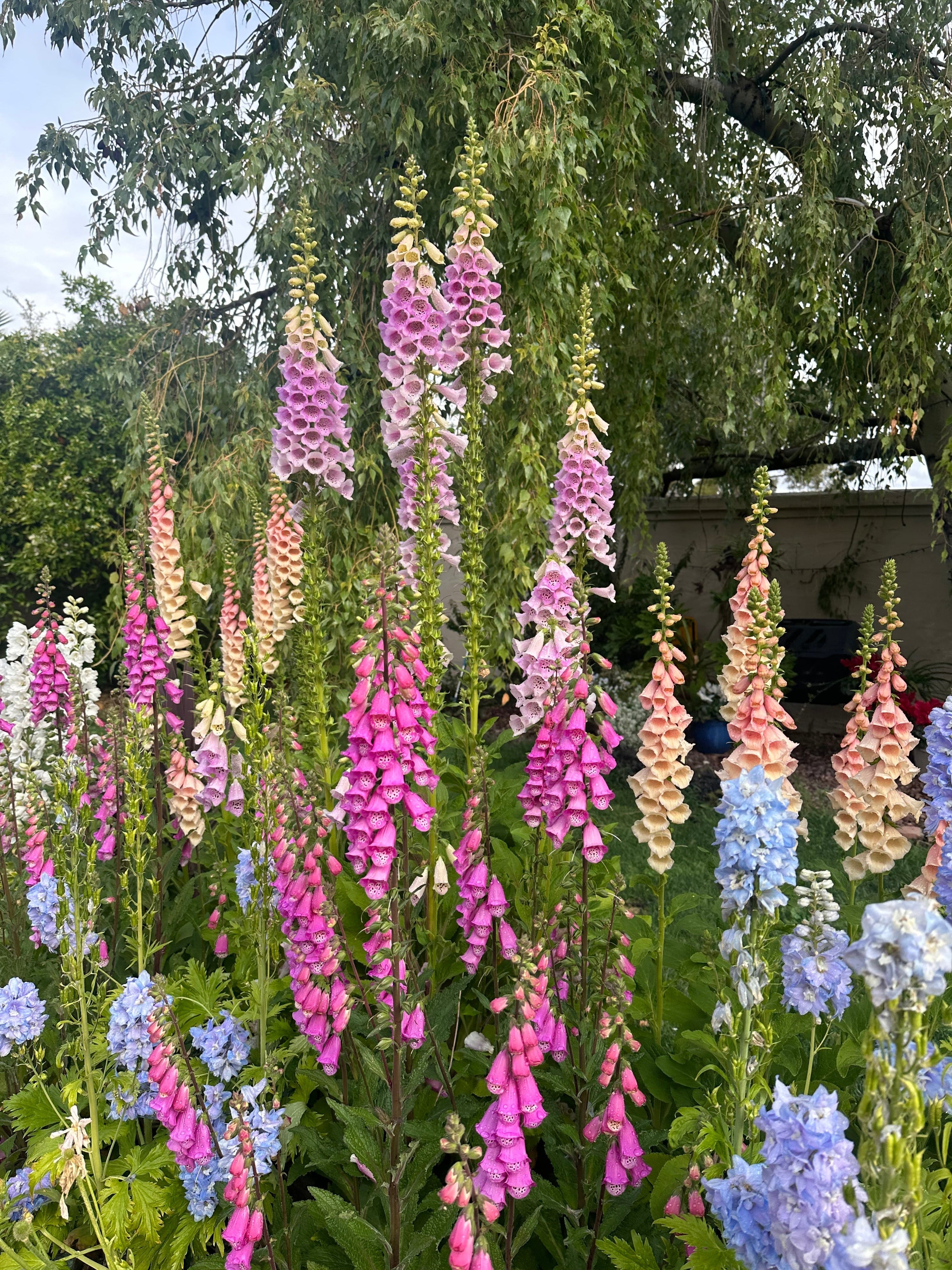Foxgloves