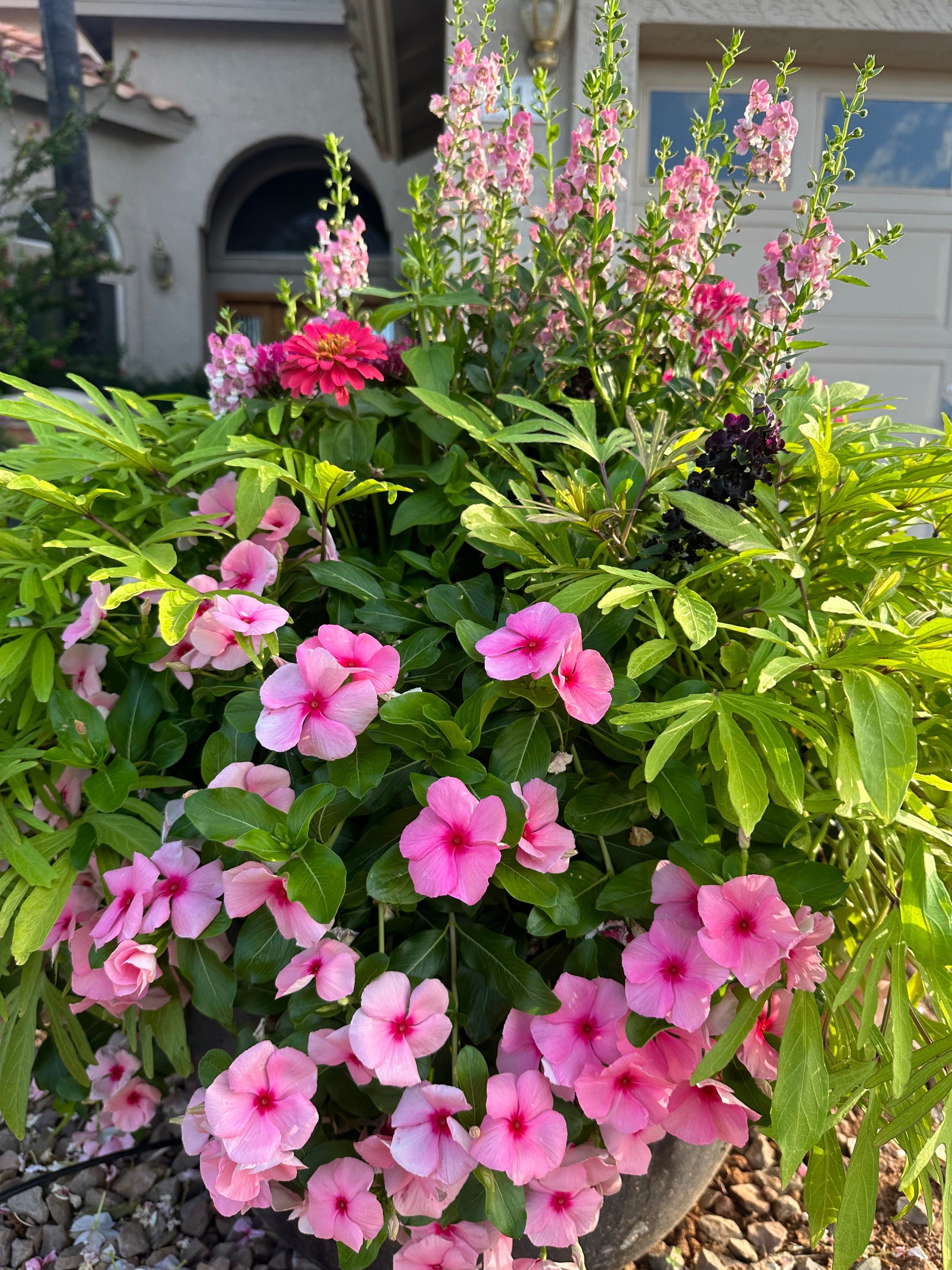 Vinca