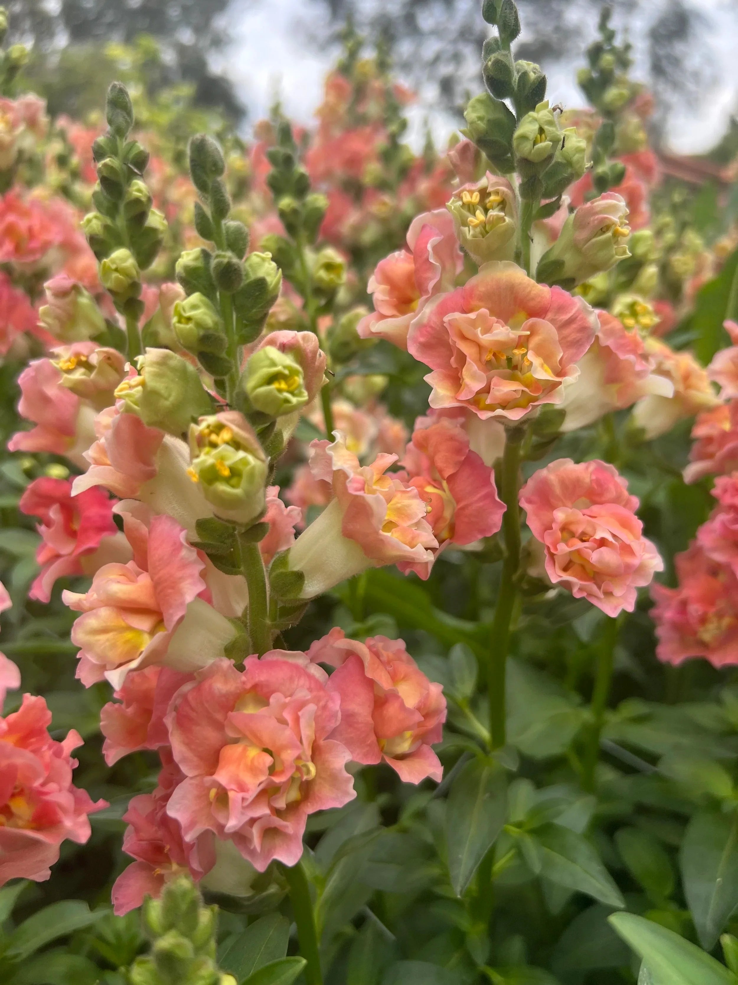 Snapdragons - Madame – John's Plant Adventures