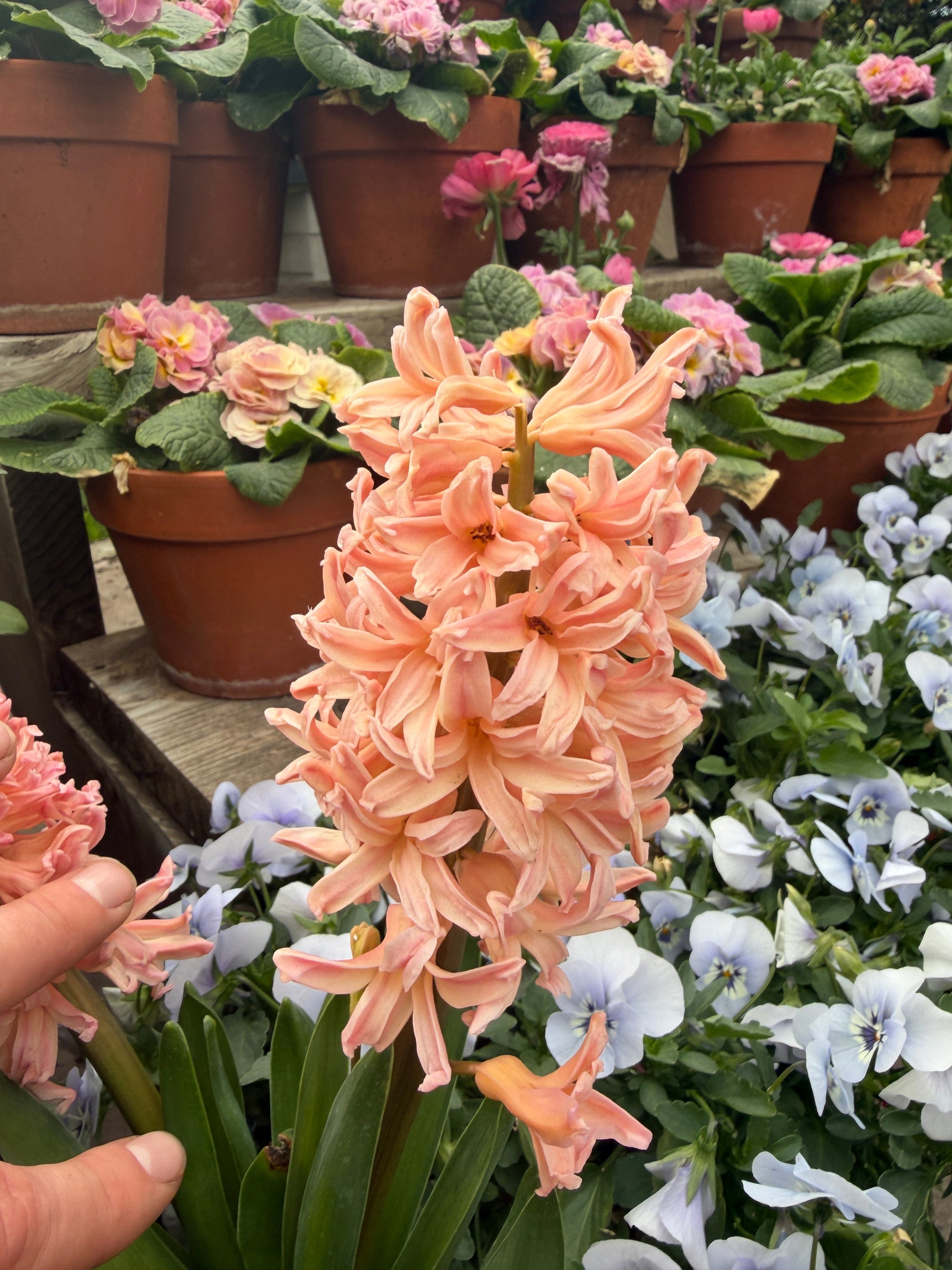 Hyacinth