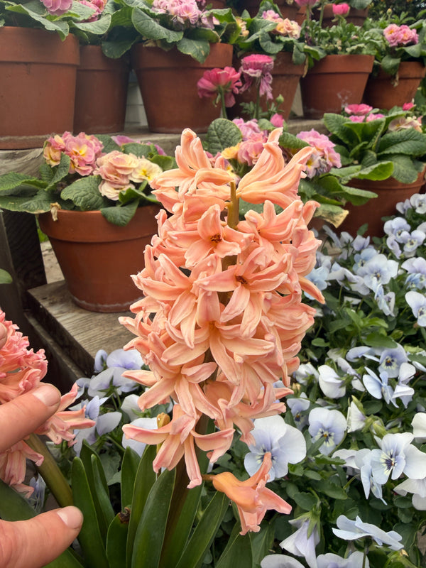 Hyacinth