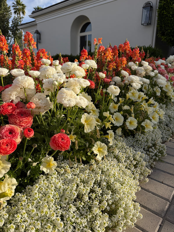 Arizona Gardening: A Complete Guide to Growing Flowers in the Desert