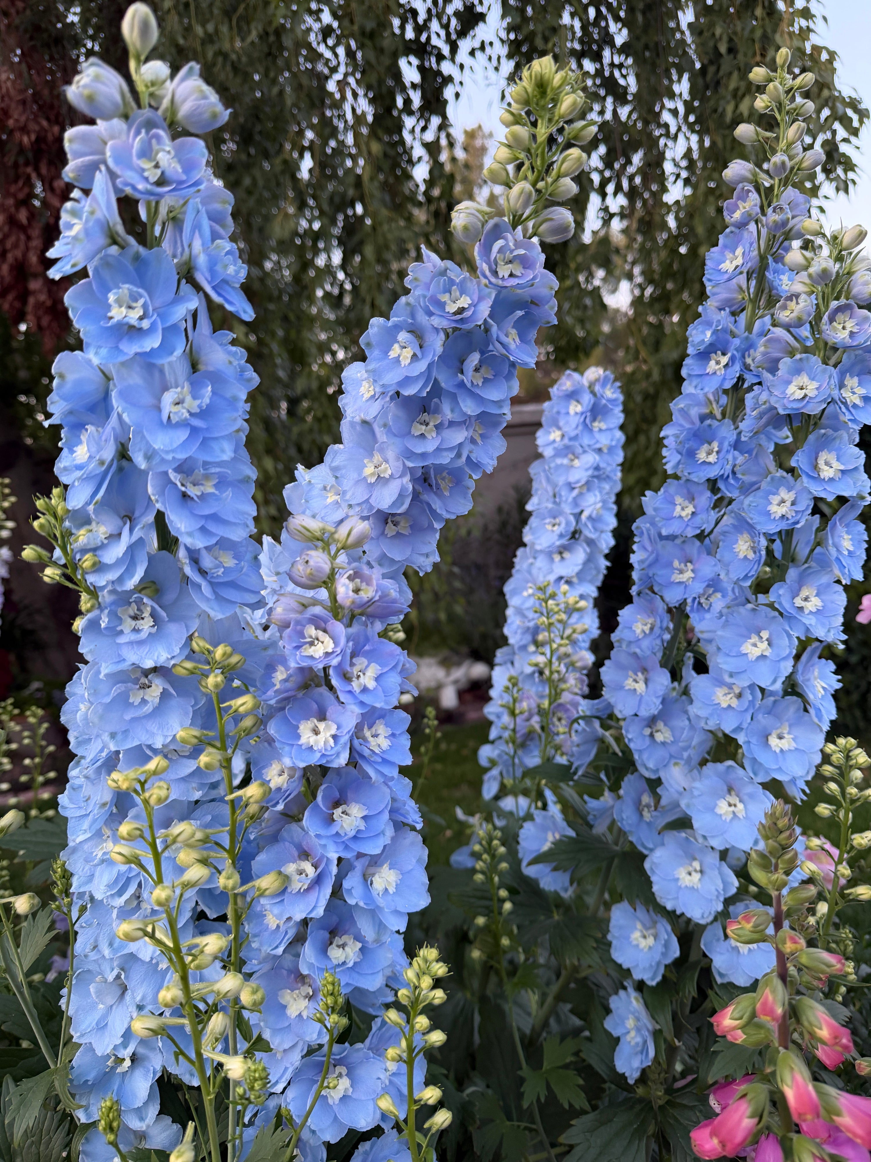 Delphiniums