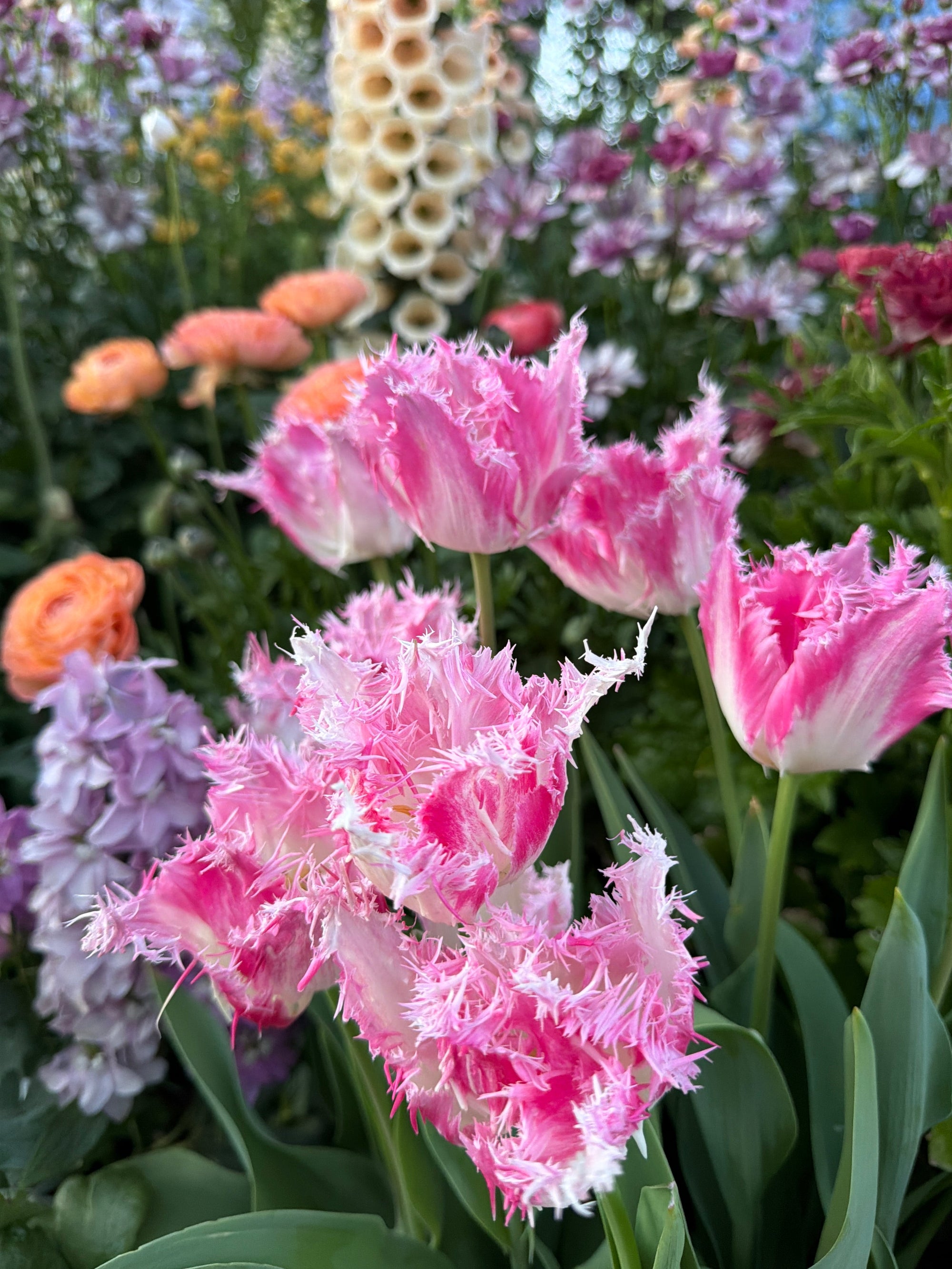 Tulips