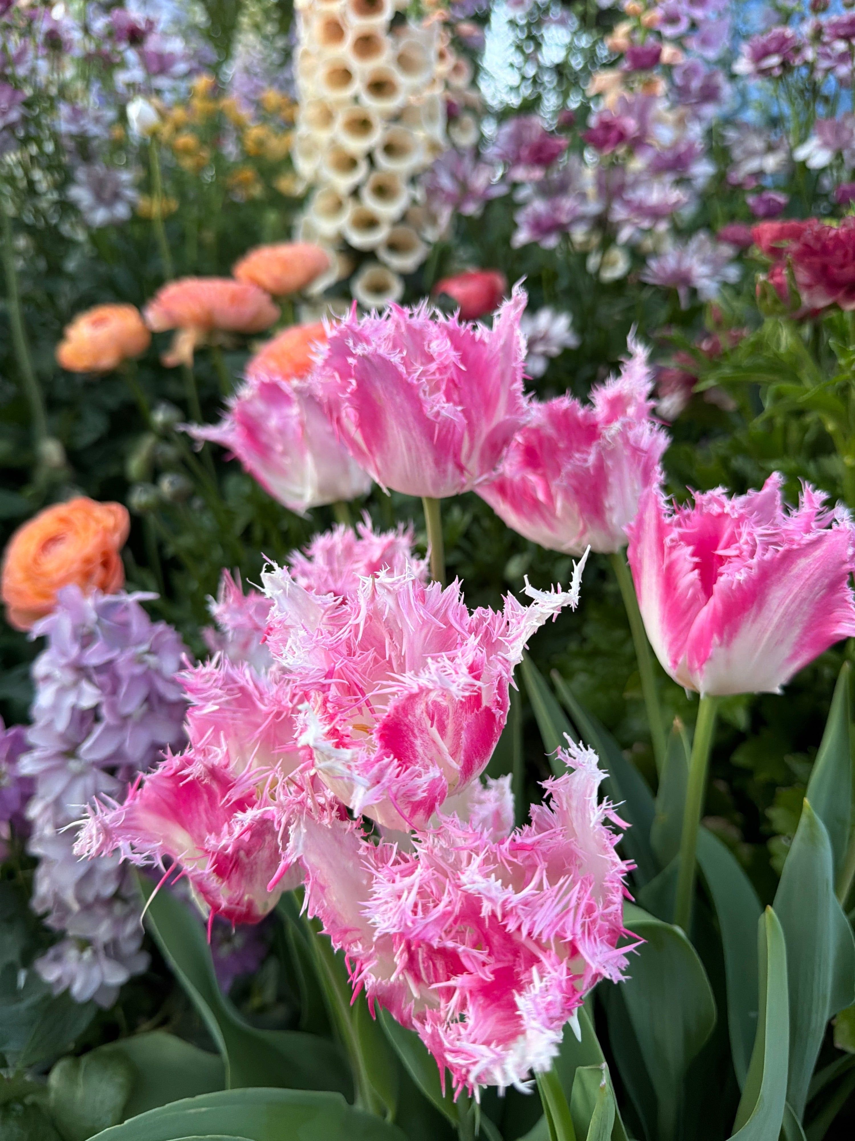 Tulips