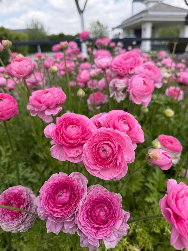 Ranunculus