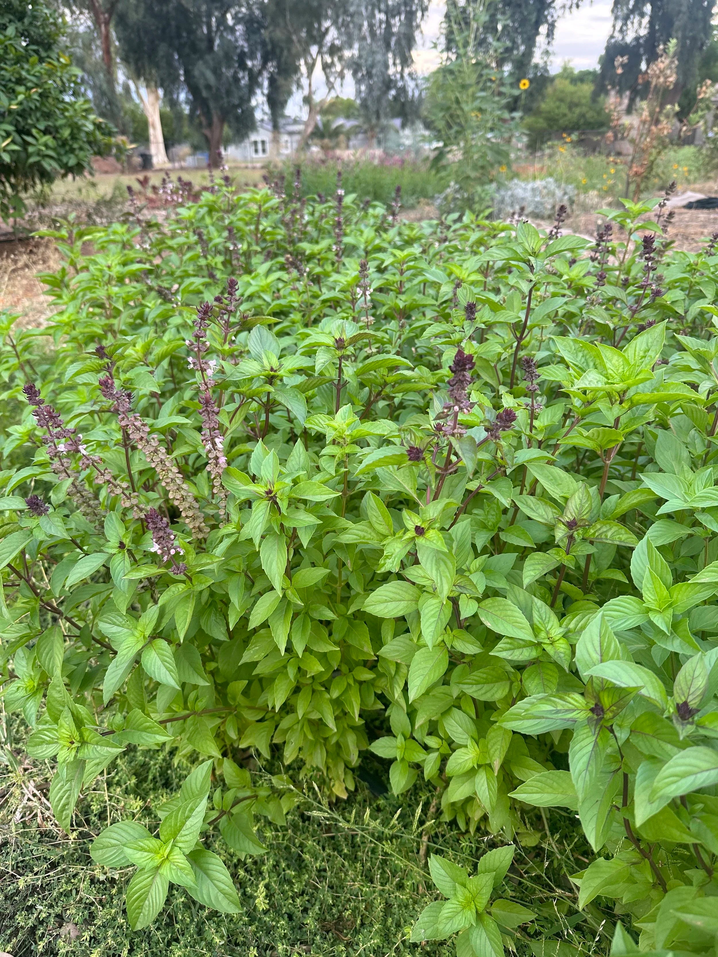 Basil