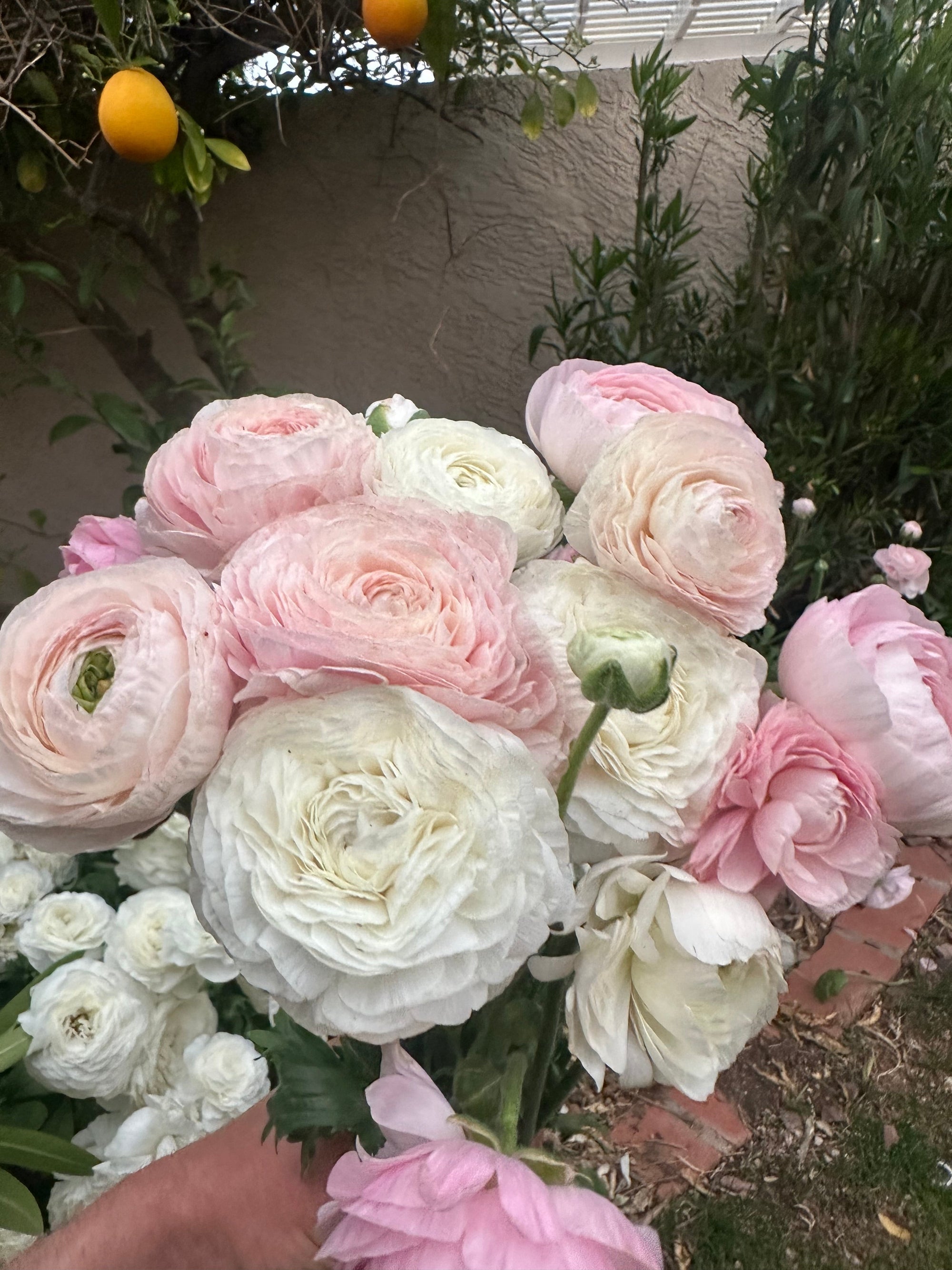 Growing Ranunculus in Grow Bags 101