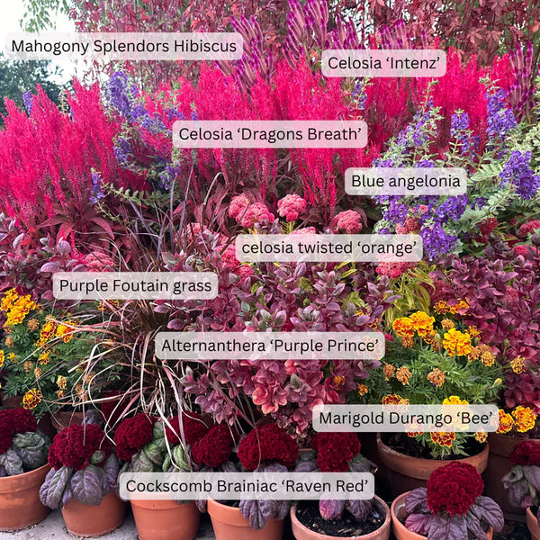 Monsoon Planting Guide