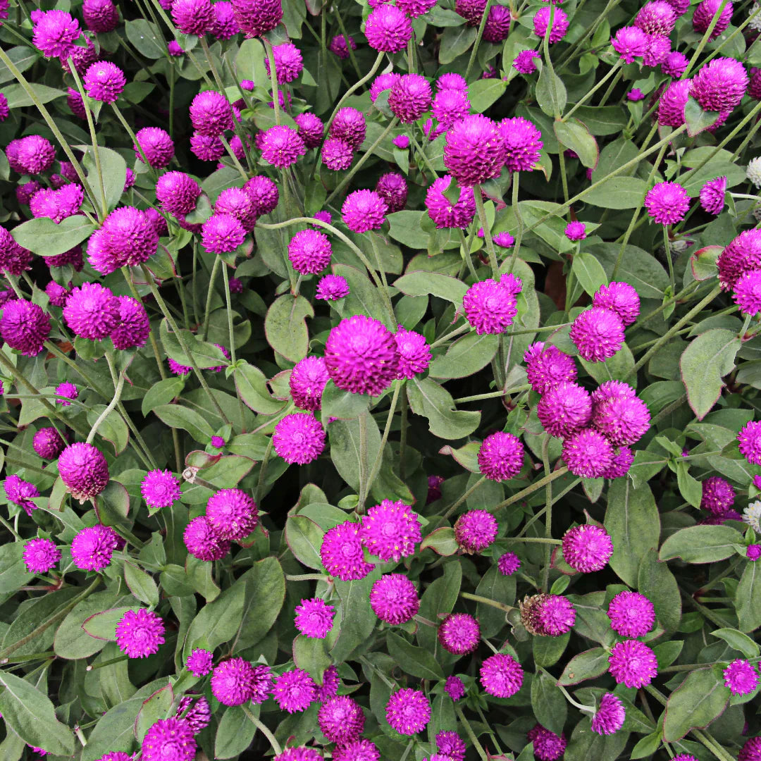 Gomphrena