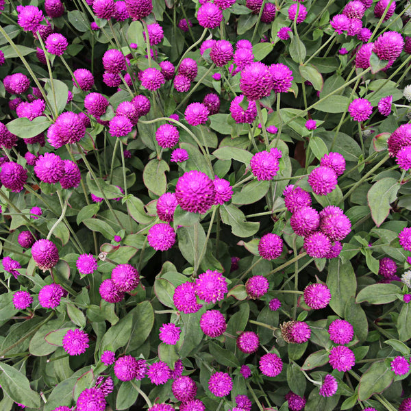 Gomphrena