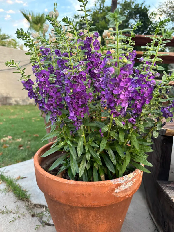 Angelonia