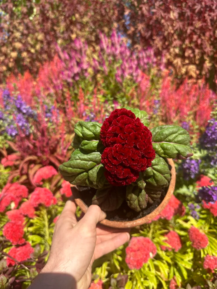 Celosia