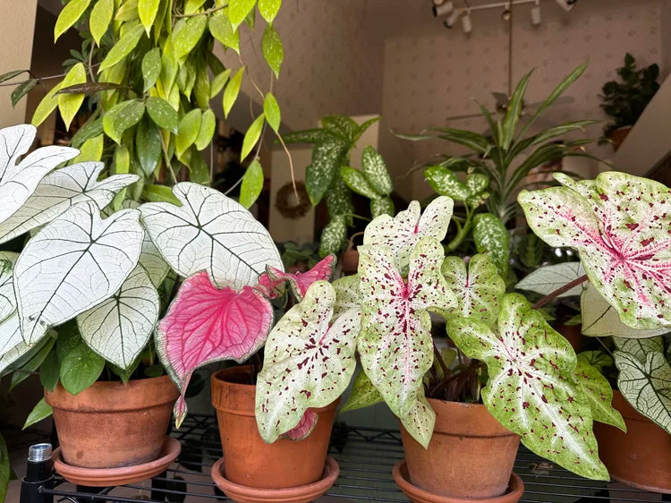 Caladiums