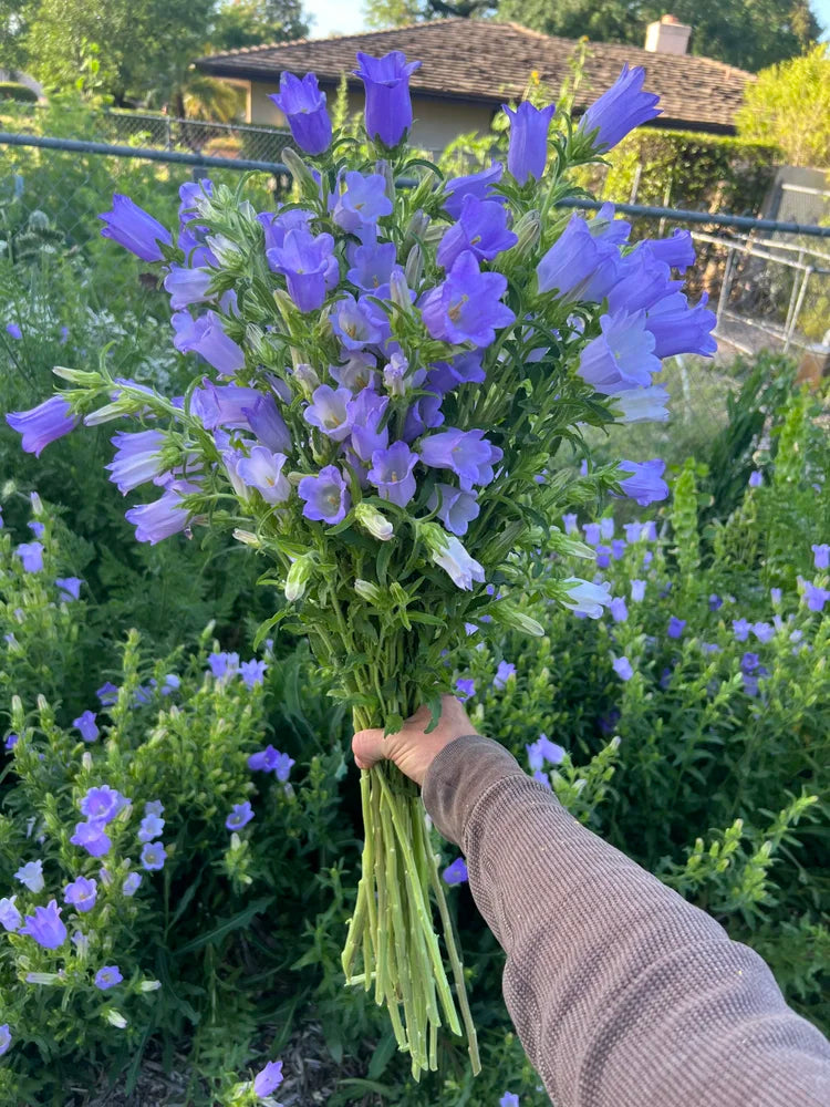 Campanula