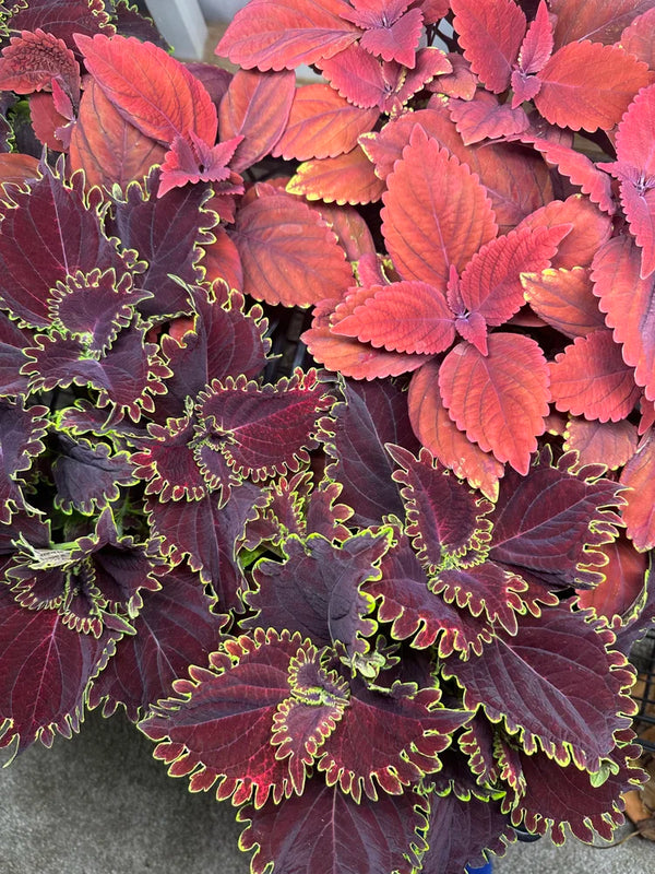 Coleus