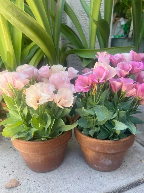 Dwarf Lisianthus