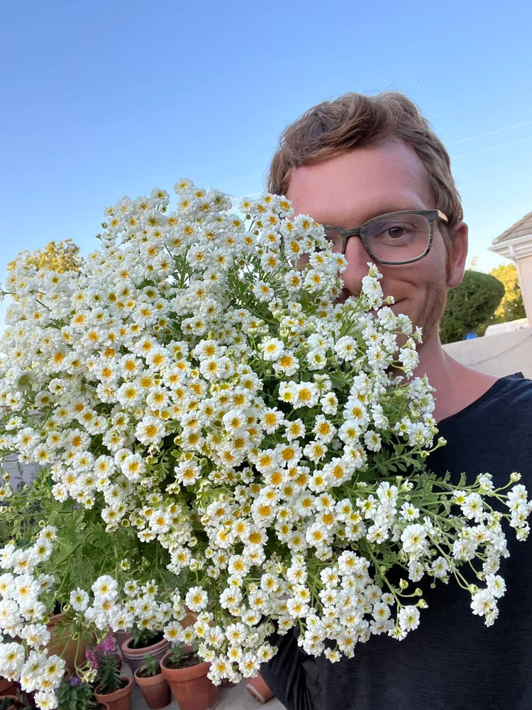 Feverfew