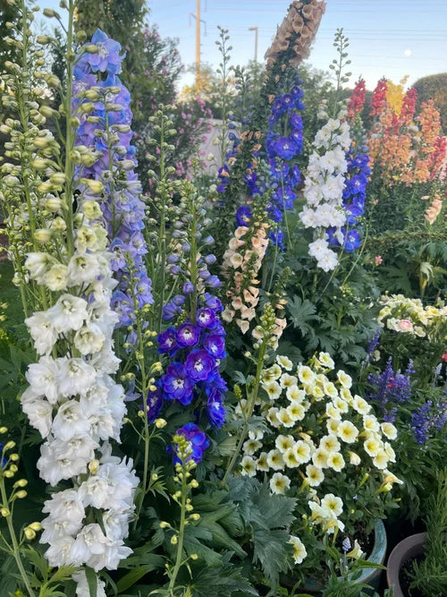 Delphiniums