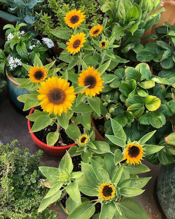 Sunflowers