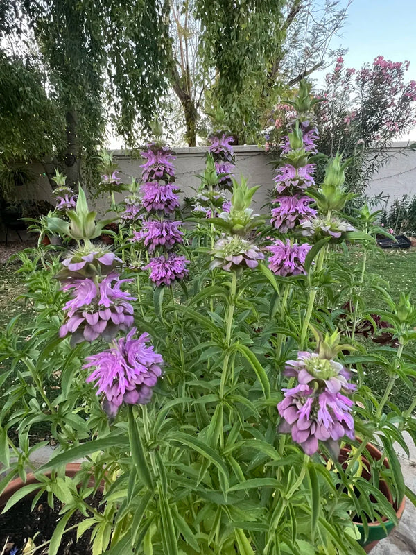 Monarda