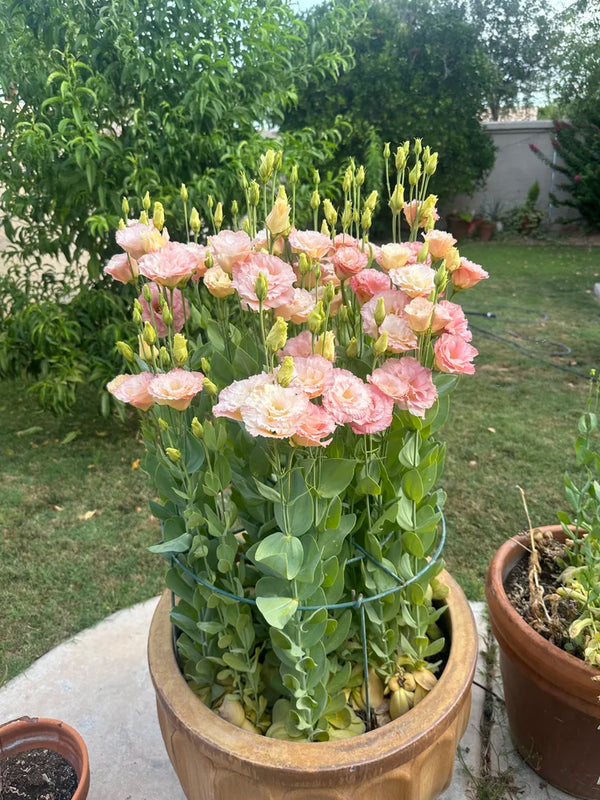 Best Support Methods for Flowers