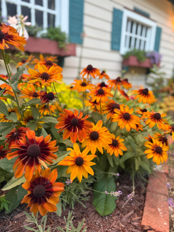 Rudbeckia aka ‘Black eye Susan’