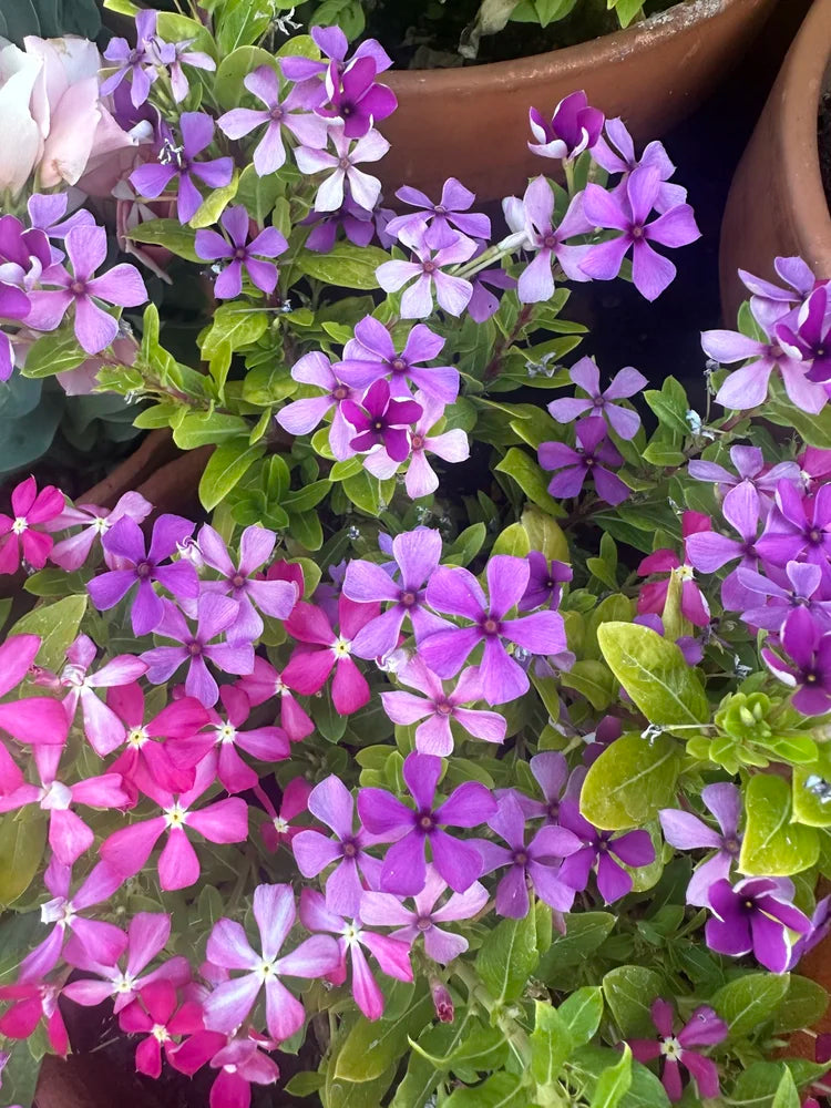 Vinca